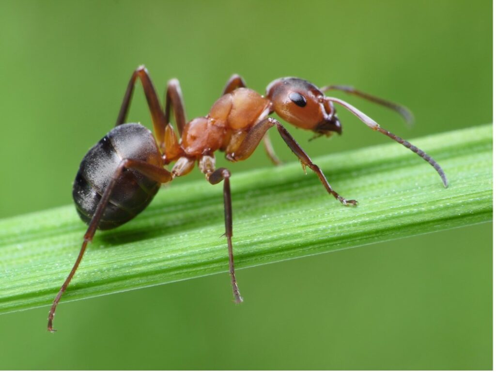 close up image of a fire ant on a leaf